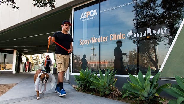 clinica veterinaria vacuna la