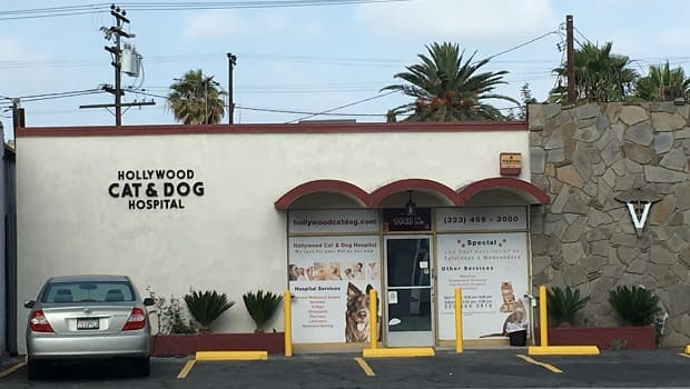 hollywod cat dog hospital